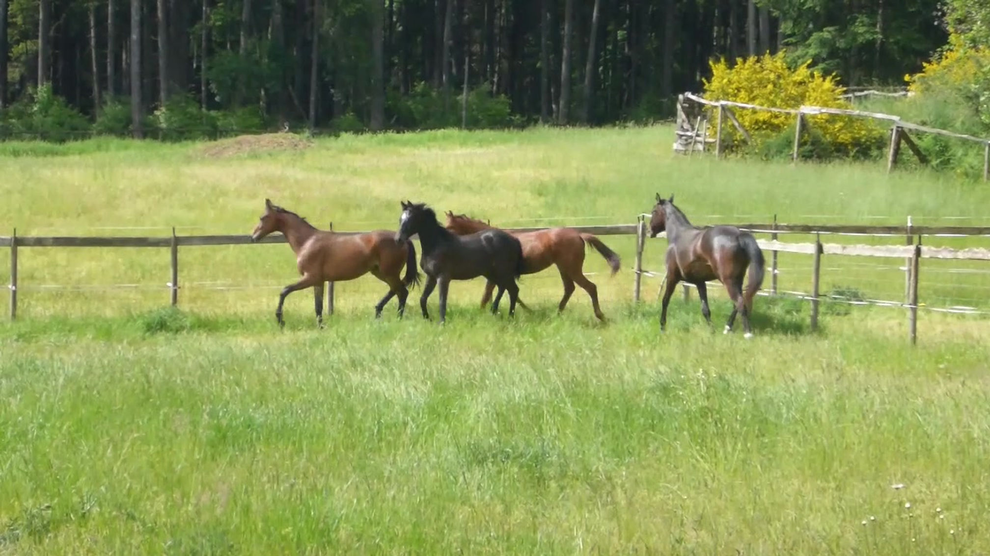 Manamana TN 05 23 2021 on pasture